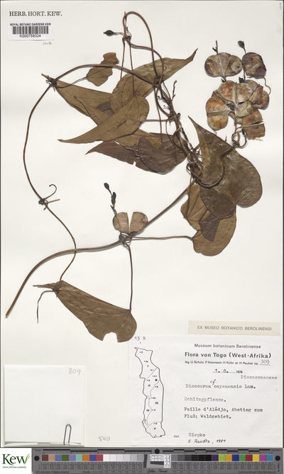 Dioscorea cayennensis Lam.