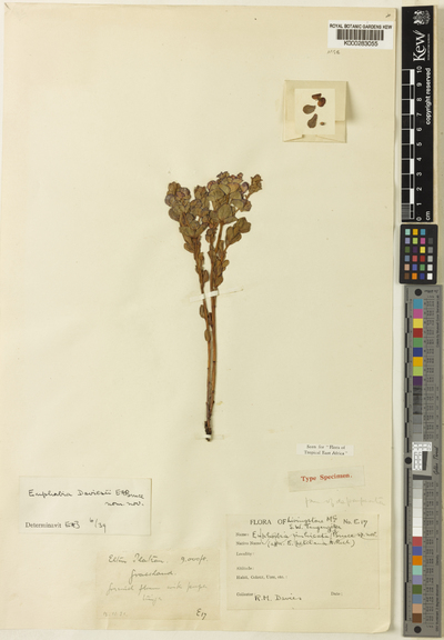 Euphorbia daviesii E.A.Bruce