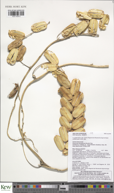 Dioscorea dumetorum (Kunth) Pax