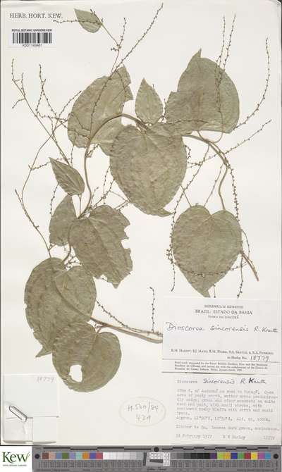 Dioscorea sincorensis R.Knuth
