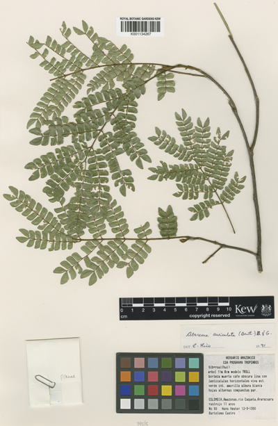 Abarema auriculata (Benth.) Barneby & J.W.Grimes