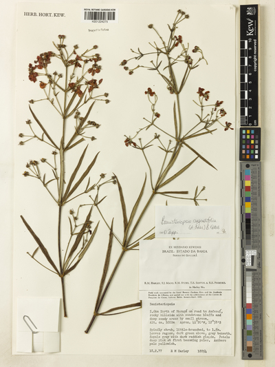 Banisteriopsis angustifolia (A.Juss.) B.Gates