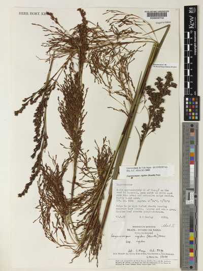 Lagenocarpus rigidus (Kunth) Nees subsp. rigidus