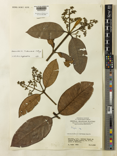 Gomidesia lindeniana O.Berg