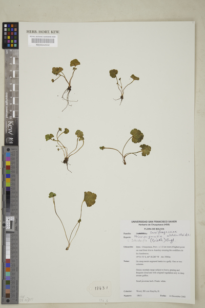 Hieronymusia alchemilloides (Griseb.) Engl.