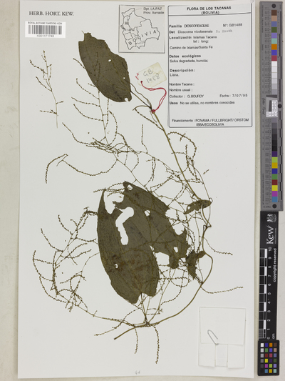 Dioscorea nicolasensis R.Knuth