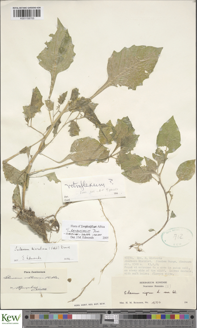 Solanum retroflexum Dunal