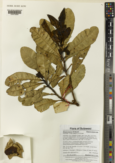 Elaeocarpus firdausii Brambach, Coode, Biagioni & Culmsee