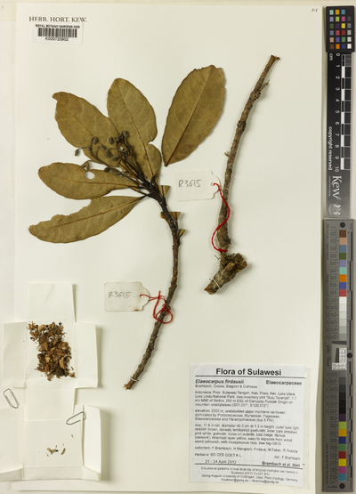 Elaeocarpus firdausii Brambach, Coode, Biagioni & Culmsee