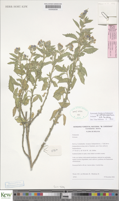 Solanum atriplicifolium Gillies ex Nees