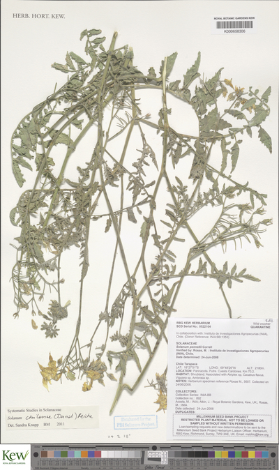 Solanum chilense (Dunal) Reiche
