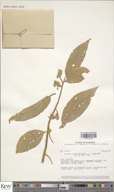 Solanum leucopogon Huber