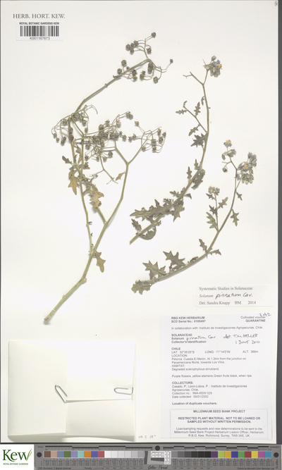 Solanum pinnatum Cav.