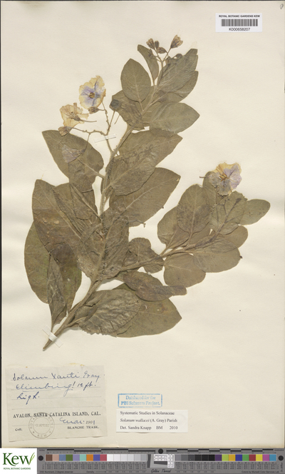 Solanum wallacei (A.Gray) Parish