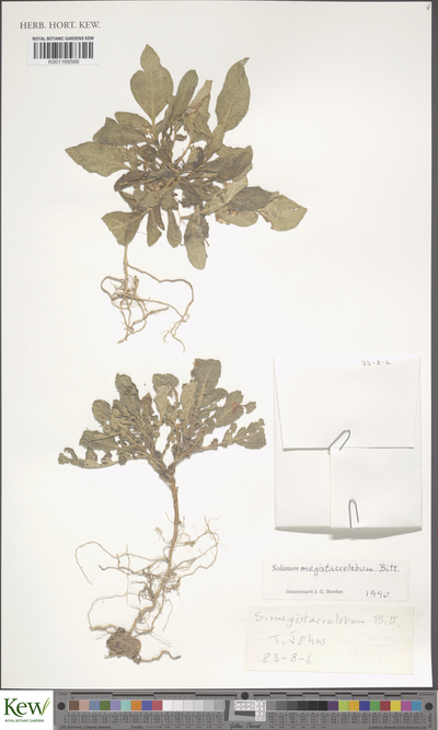 Solanum megistacrolobum Bitter