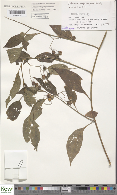 Solanum pittosporifolium Hemsl.