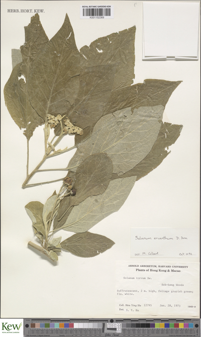 Solanum erianthum D.Don