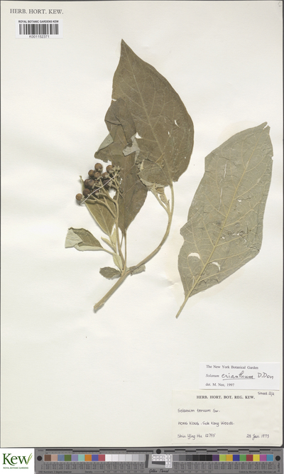 Solanum erianthum D.Don