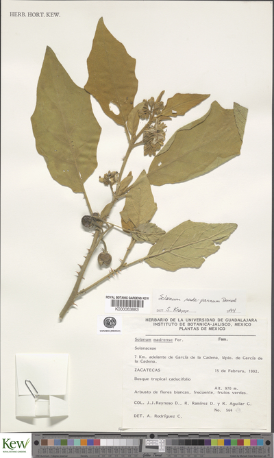 Solanum rudepannum Dunal