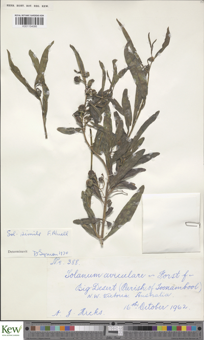 Solanum simile F.Muell.