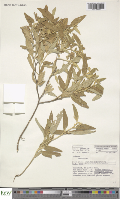 Solanum nemophilum F.Muell.