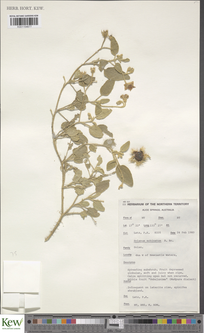 Solanum echinatum R.Br.