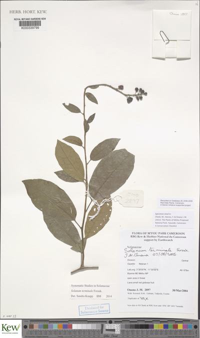 Solanum terminale Forssk.
