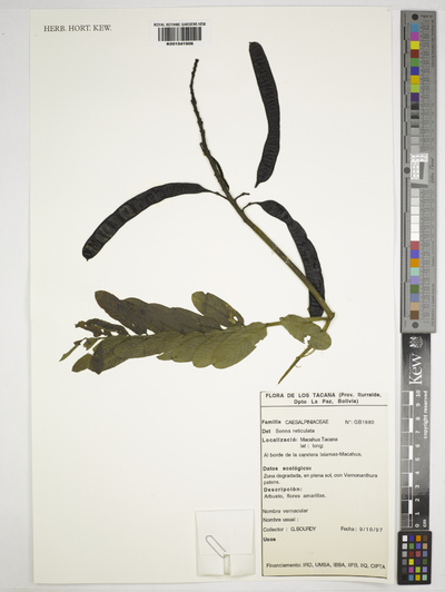 Senna reticulata (Willd.) H.S. Irwin & Barneby