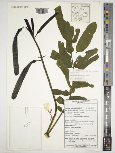 Senna reticulata (Willd.) H.S. Irwin & Barneby