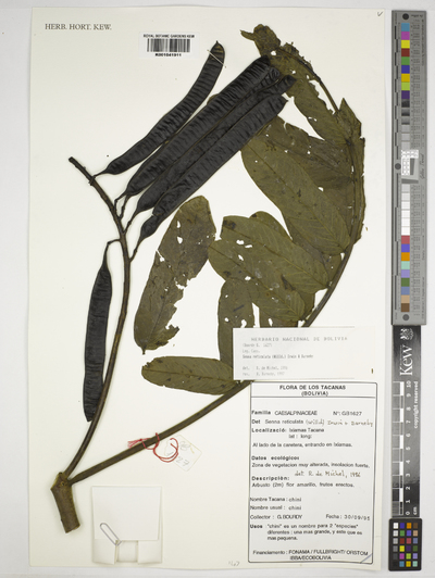 Senna reticulata (Willd.) H.S. Irwin & Barneby