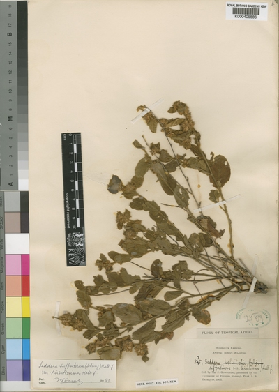 Seddera suffruticosa (Schinz) Hallier f. var. hirsutissima Hallier f.