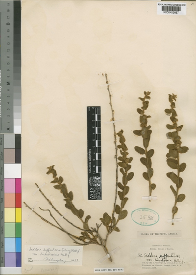Seddera suffruticosa (Schinz) Hallier f. var. hirsutissima Hallier f.