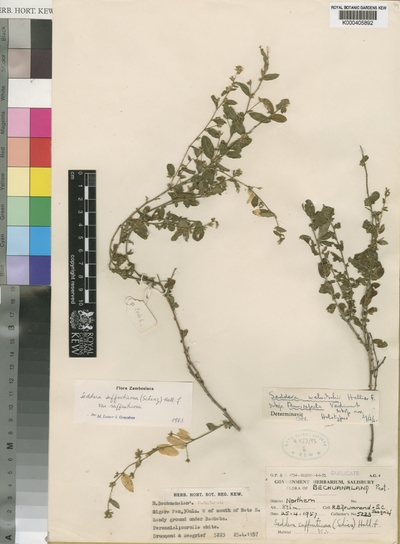 Seddera suffruticosa (Schinz) Hallier f. var. suffruticosa