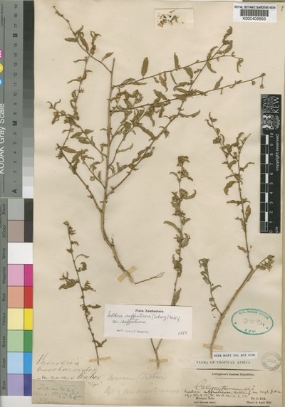 Seddera suffruticosa (Schinz) Hallier f. var. suffruticosa