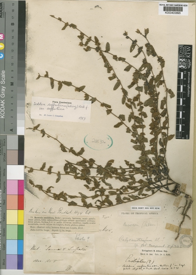 Seddera suffruticosa (Schinz) Hallier f. var. suffruticosa