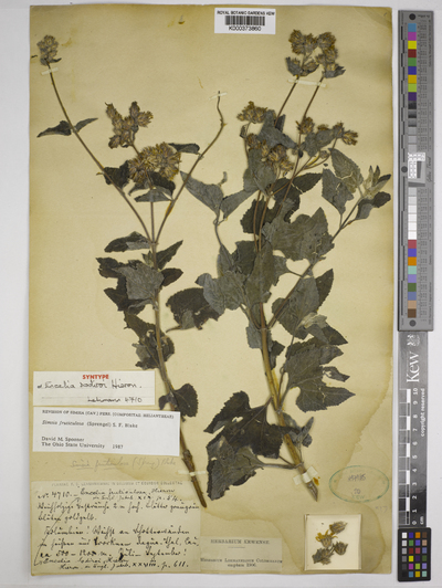 Simsia fruticulosa (Sprengel) S.F. Blake