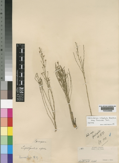 Wahlenbergia subaphylla (Bak.) Thulin subsp. thesioides Thulin