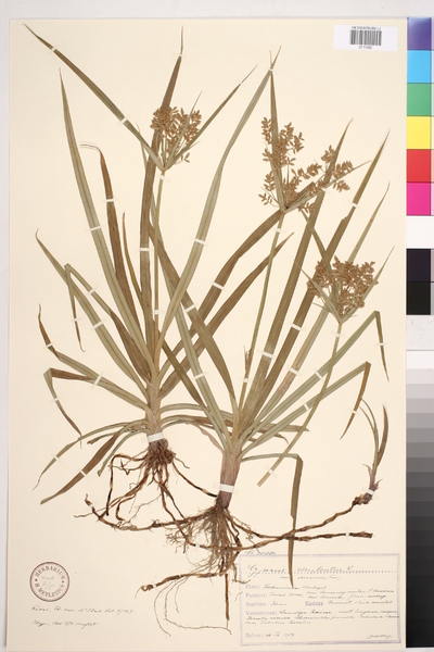 Cyperus Esculentus L Europeana