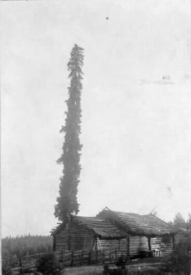 Epätavallinen kuusi (Picea exelsa eli columnaris) lähellä Öfverbyn tilaa. Kuusi kasvaa Korjakuusen torpan riihen nurkalla. Riihen seinustalla pellavaloukku.