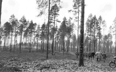 Tukkipuuasentoon hakattu alue Syrinkankaalla. Kuvassa ilmeisesti metsähallinnon väkeä tutustumassa alueeseen. Metsähallituksen Vaalan hoitoalue.