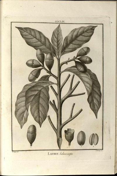 Laurus balanocarpa