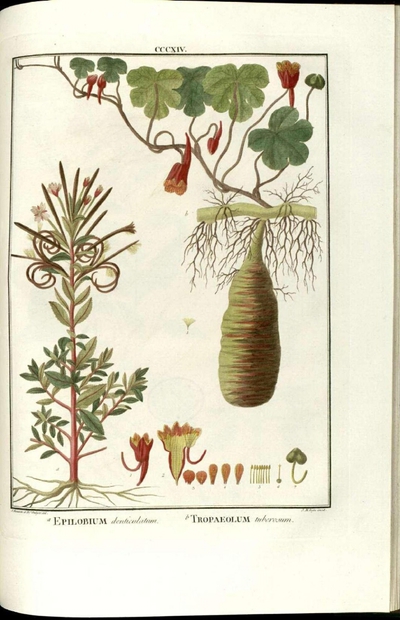 Tropaeolum tuberosumEpilobium denticulatum