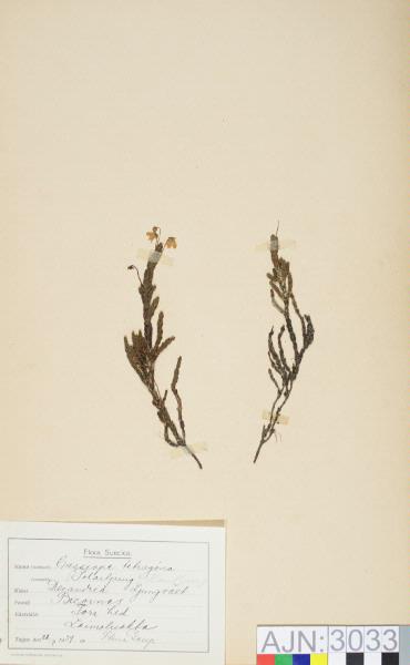 europeana