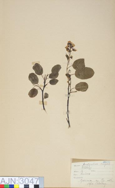 europeana