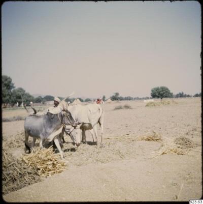 europeana