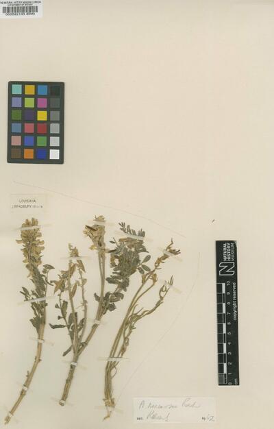 Astragalus racemosus var. racemosus