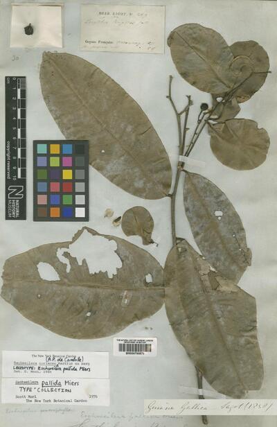 Eschweilera coriacea (DC.) S.A.Mori