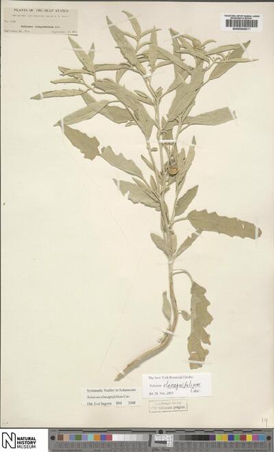 Solanum elaeagnifolium Cav.