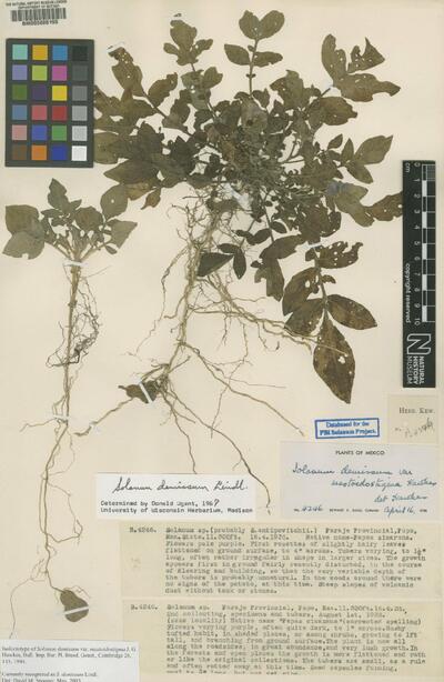 Solanum demissum Lindl.
