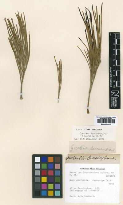 Grevillea leucadendron A.Cunn. ex R.Br.